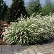 Спирея пепельная Грефшейм Р9 осень