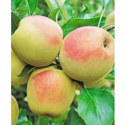 Яблоня Осеннее низкорослое ОКС осень