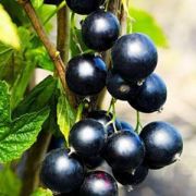 Смородина Ядреная ОКС (осень)