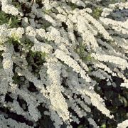 Спирея пепельная Грефшейм ОКС осень