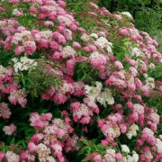 Спирея японская Спир Гинпей ОКС осень