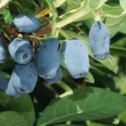 Жимолость Сильгинка ОКС осень