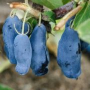 Жимолость Уссульга ОКС осень