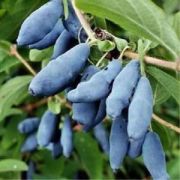 Жимолость Восторг ОКС осень