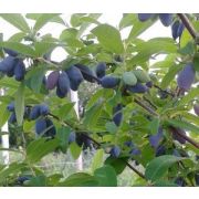 Жимолость Югана ОКС осень