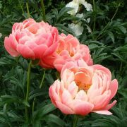 Пион Корал Шарм С3-4