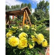 ИТО-гибрид Пион Бартзелла корень 2-3п осень