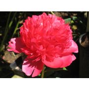 Пион Комманд Перфоманс корень 2-3п осень