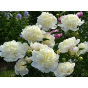 Пион Дюшес де Немур корень 2-3п осень