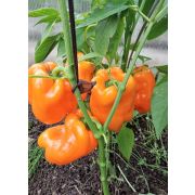 Перец Оранжевое чудо 20 шт (СамСем)