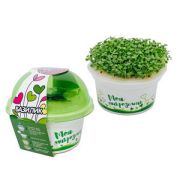 Набор для выращивания «Моя микрозелень БАЗИЛИК»V2